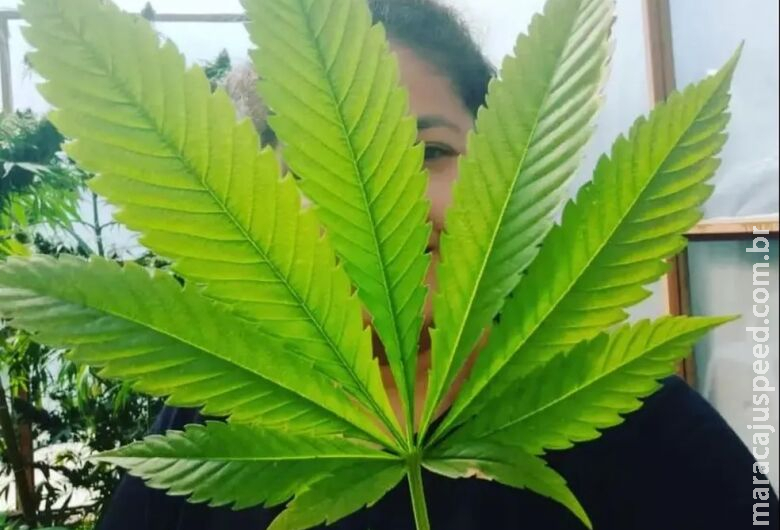 Moradora de MS consegue na Justiça direito de plantar maconha medicinal