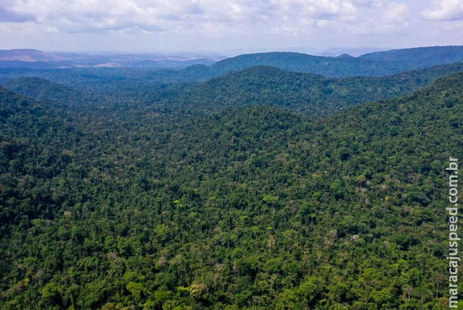 Multas por desmatamento na Amazônia aumentam 219% no 1º trimestre