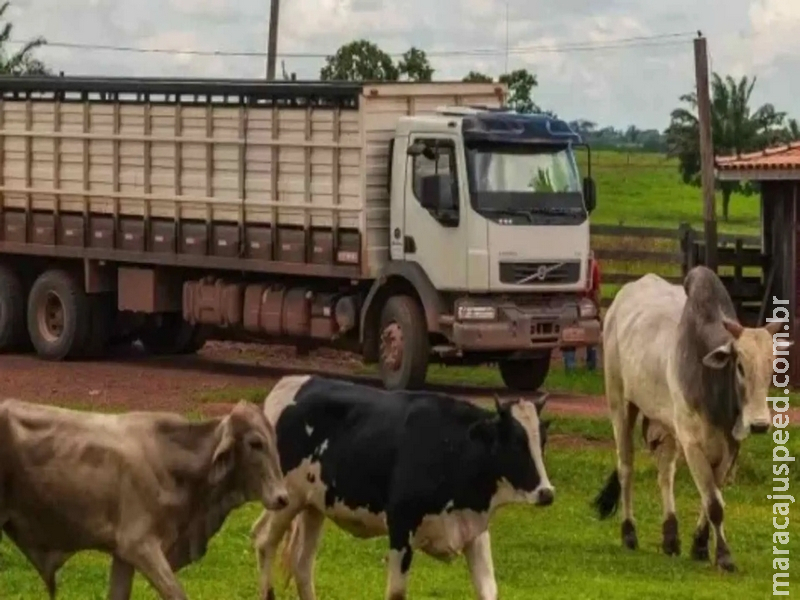 Aplicativo para transporte de cargas vivas volta a ser obrigatório em Mato Grosso do Sul Aplicativo para transporte de cargas vivas volta a ser obrigatório em Mato Grosso do Sul