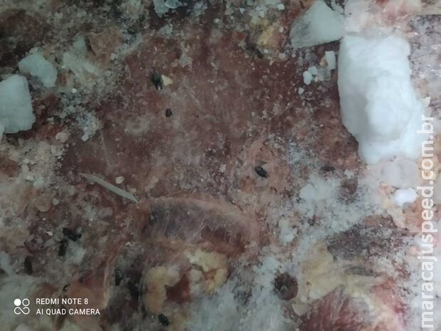 Comerciantes de Inocência são presos por venda de carne com moscas e baratas