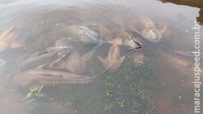 Decoada mata peixes no rio Paraguai e PMA alerta para pesca predatória