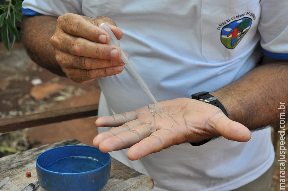 Dengue avança e MS é o segundo no país em casos de incidência Dengue avança e MS é o segundo no país em casos de incidência