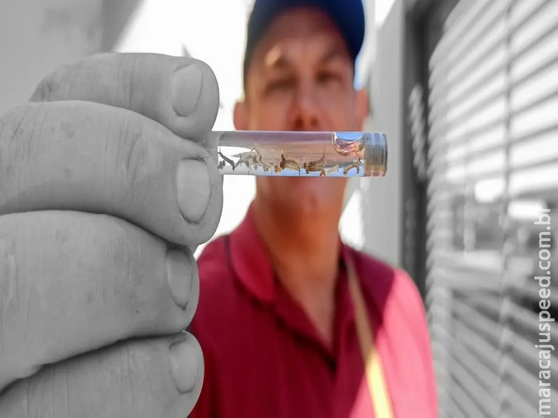 Dengue infectou 25,7 mil e deixou 26 mortos em menos de cinco meses do ano em MS Dengue infectou 25,7 mil e deixou 26 mortos em menos de cinco meses do ano em MS