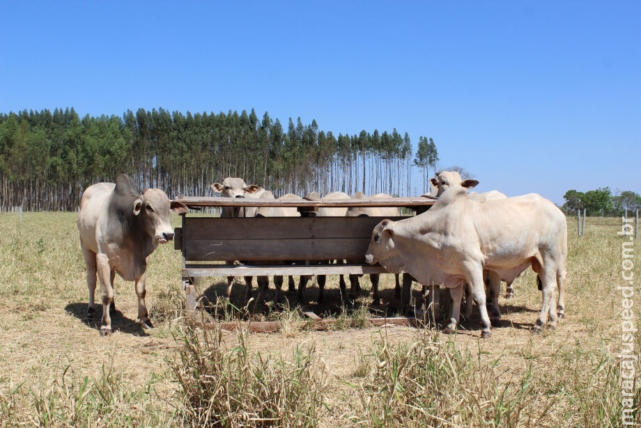 Desastres naturais prejudicaram agropecuária de MS em R$ 18,5 bilhões Desastres naturais prejudicaram agropecuária de MS em R$ 18,5 bilhões