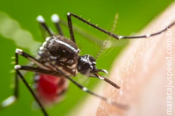 Dois homens morrem por coinfecção de chikungunya e dengue em MS Dois homens morrem por coinfecção de chikungunya e dengue em MS