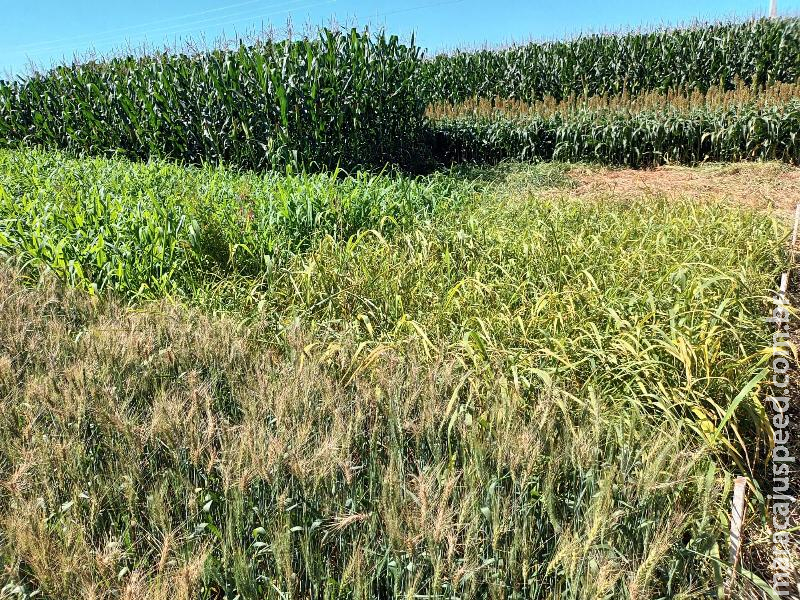 Embrapa no Showtec 2023 - Alternativas de outono-inverno para reduzir custos na lavoura de soja e melhorar o sistema de produção Embrapa no Showtec 2023 - Alternativas de outono-inverno para reduzir custos na lavoura de soja e melhorar o sistema de produção