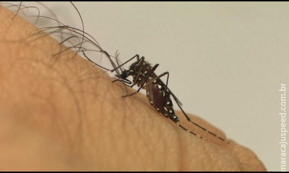 Fiocruz detecta dengue tipo 3 no Brasil após 15 anos sem epidemia Fiocruz detecta dengue tipo 3 no Brasil após 15 anos sem epidemia