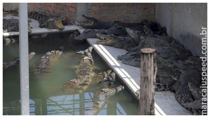 Idoso de 72 anos é atacado e devorado por 40 crocodilos Idoso de 72 anos é atacado e devorado por 40 crocodilos