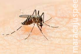 Mato Grosso do Sul tem mais 3 mortes por dengue e soma 22 vítimas Mato Grosso do Sul tem mais 3 mortes por dengue e soma 22 vítimas