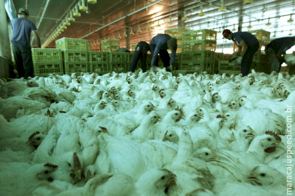 Ministério da Agricultura cria Centro de Emergência para controlar gripe aviária