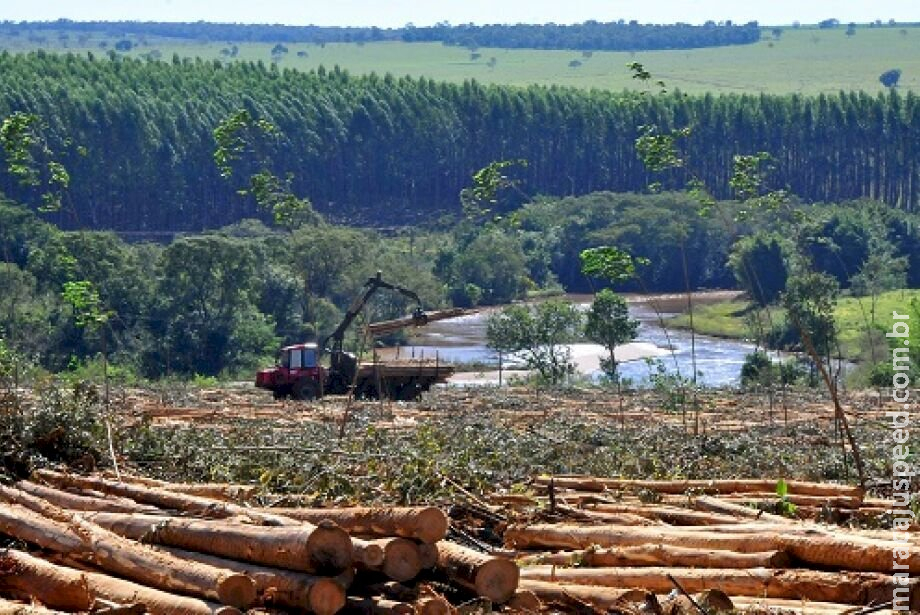 Na terra do boi e da soja, eucalipto é o melhor negócio Na terra do boi e da soja, eucalipto é o melhor negócio