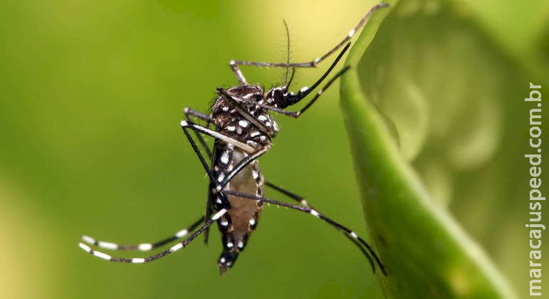 Número de casos de dengue no Brasil cresce 37% nos primeiros quatro meses de 2023 Número de casos de dengue no Brasil cresce 37% nos primeiros quatro meses de 2023