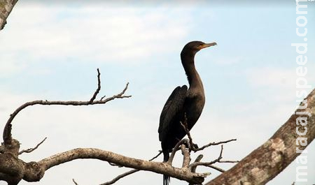 Previsão de dia seco e céu limpo nesta quinta-feira; mudanças no tempo são esperadas a partir de sábado 