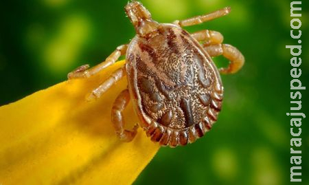 Agência Brasil explica o que é febre maculosa e quais os sintomas 