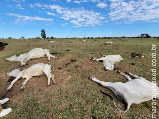 Baixa temperatura mata 1071 bovinos no Pantanal em dois dias