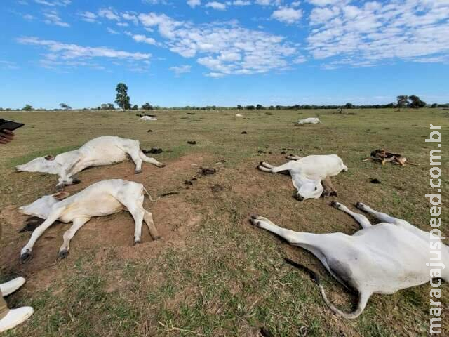 Baixa temperatura mata 1071 bovinos no Pantanal em dois dias Baixa temperatura mata 1071 bovinos no Pantanal em dois dias