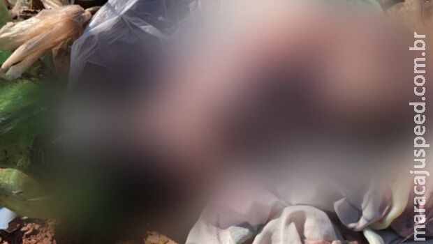 Cachorro apontou para corpo de bebê morto no lixo em Corumbá