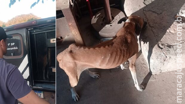 Casal deixa um cachorro morrer e outro é resgatado pela polícia em Corumbá Casal deixa um cachorro morrer e outro é resgatado pela polícia em Corumbá