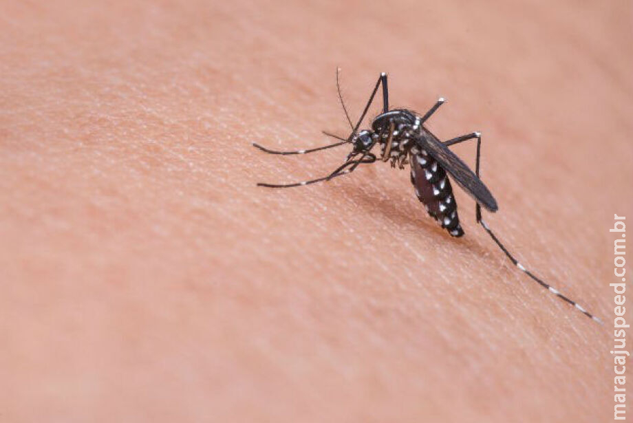 Com chegada do frio, casos de dengue diminuem em Campo Grande