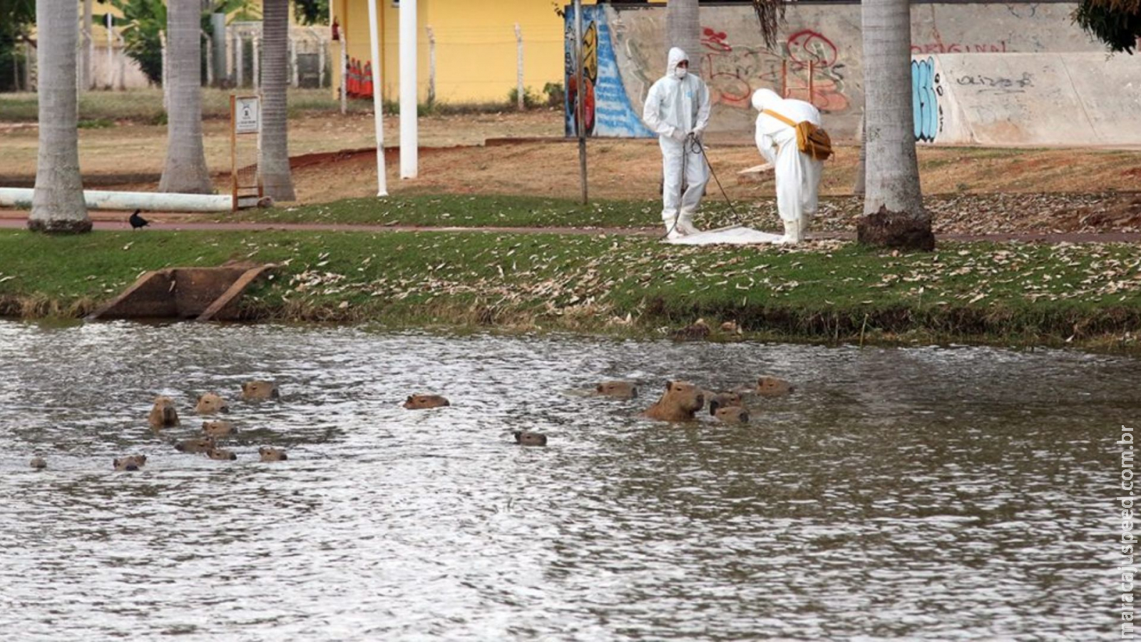 Com mais de 100 capivaras, prefeitura de Três Lagoas monitora existência de carrapatos Com mais de 100 capivaras, prefeitura de Três Lagoas monitora existência de carrapatos