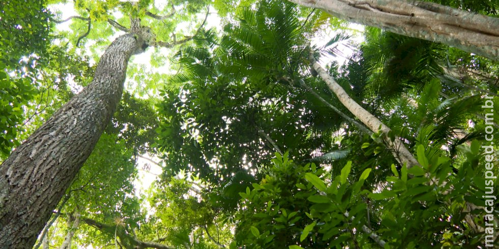 Edital destina R$ 25 milhões à recuperação da Mata Atlântica no Rio