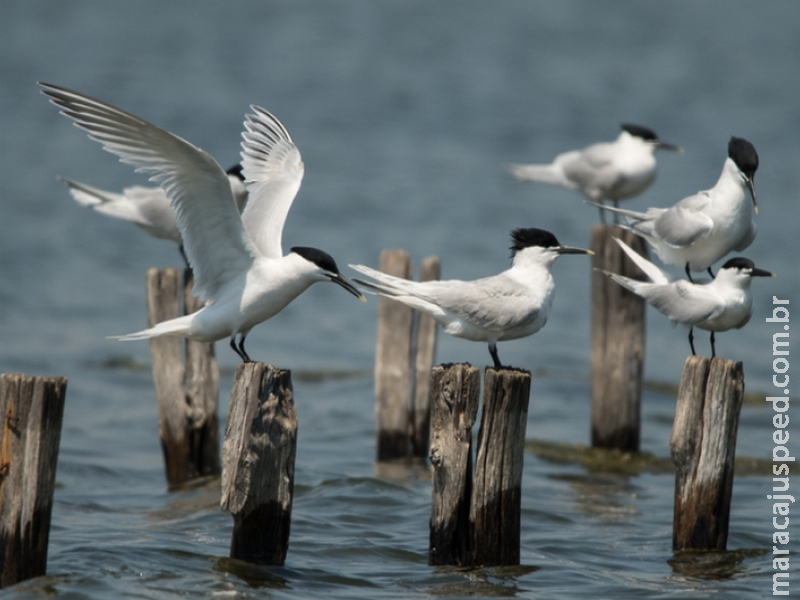 Governo abre crédito extraordinário de R$ 200 mi para o enfrentamento da Influenza Aviária