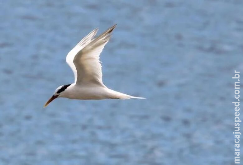 Gripe aviária: Mapa confirma mais dois casos em aves silvestres