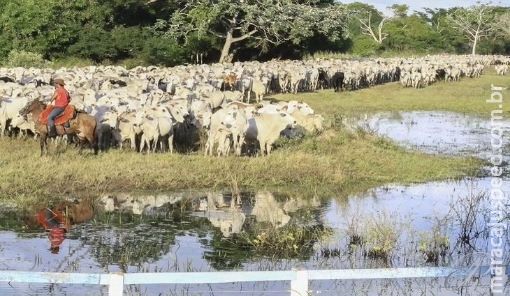 Iagro prorroga prazo para declaração de rebanho no Estado Iagro prorroga prazo para declaração de rebanho no Estado