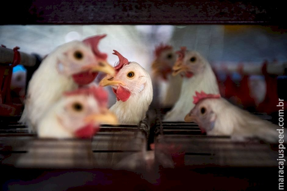 Japão suspende compra de frangos do Espírito Santo, após foco de gripe aviária