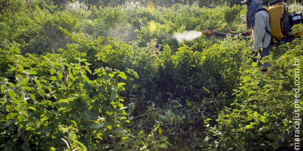 Maioria do STF vota por derrubar trechos de decreto sobre agrotóxicos