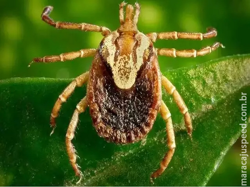 Mato Grosso do Sul tem cinco casos suspeitos de febre maculosa Mato Grosso do Sul tem cinco casos suspeitos de febre maculosa