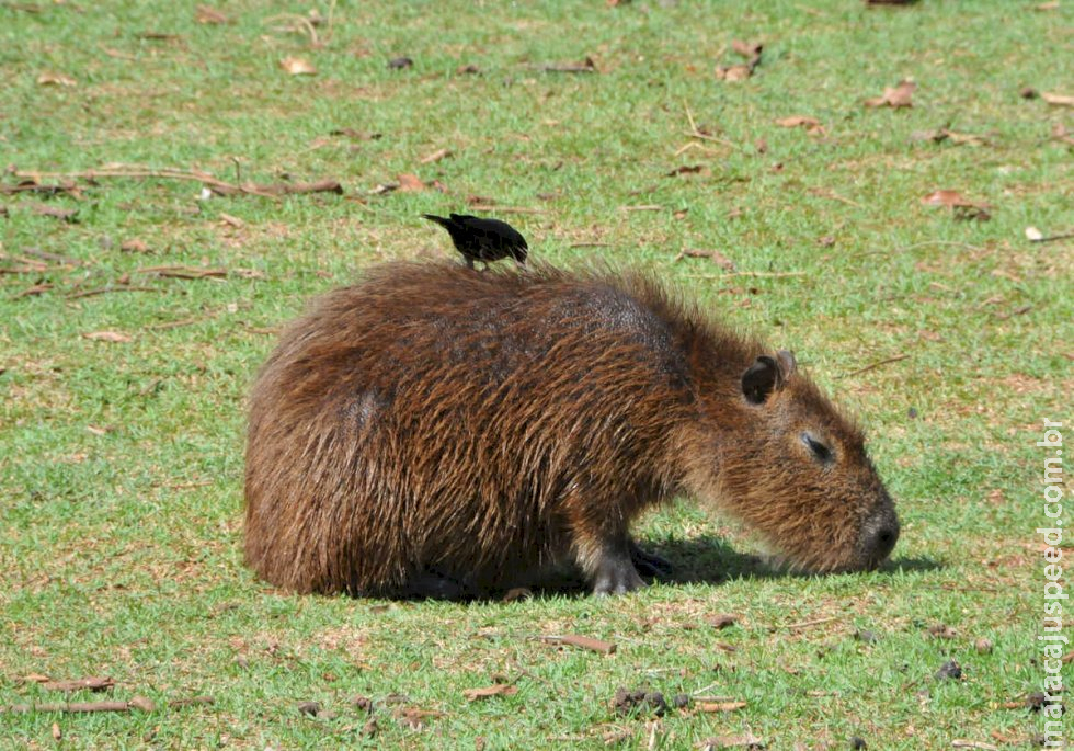 Mato Grosso do Sul tem seis casos suspeitos de febre maculosa 
