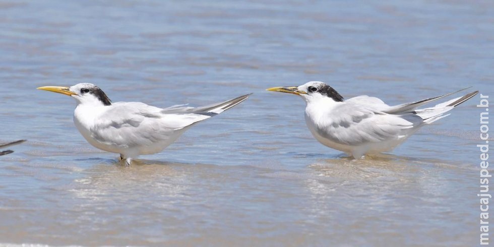 Ministério confirma mais um caso de gripe aviária; total chega a 31