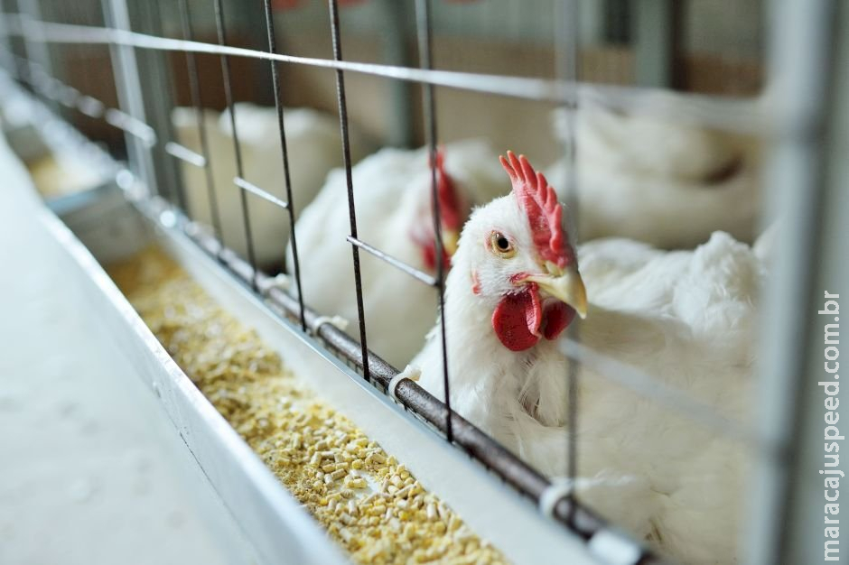 Ministério da Agricultura confirma mais quatro casos de gripe aviária Ministério da Agricultura confirma mais quatro casos de gripe aviária