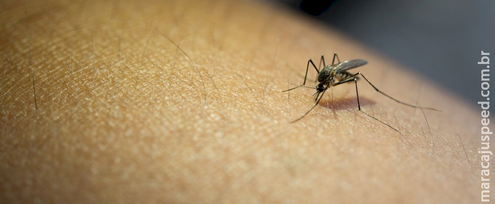 Mulher de 67 anos é a 27ª vítima de dengue em MS
