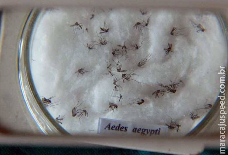 Nova vacina contra a dengue chega ao Brasil na próxima semana Nova vacina contra a dengue chega ao Brasil na próxima semana