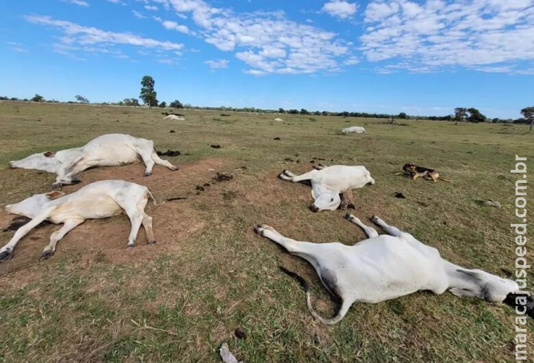 Número de cabeças de gado mortas pelo frio sobe e ultrapassa 1,5 mil