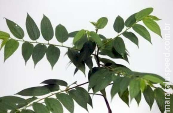 Planta encontrada em Mato Grosso do Sul produz canabidiol, aponta estudo Planta encontrada em Mato Grosso do Sul produz canabidiol, aponta estudo