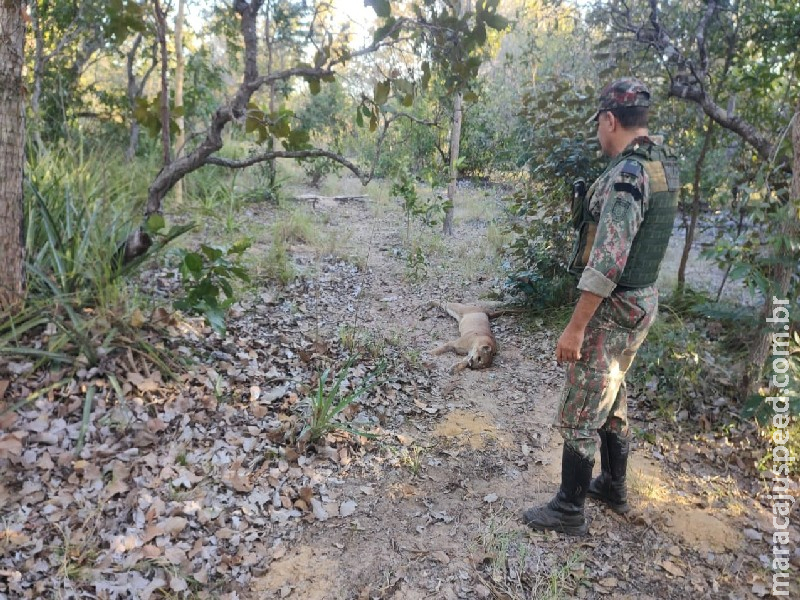 PMA prende em flagrante dois homens por matarem onças-pardas