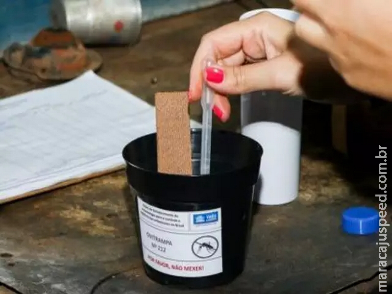 Projeto com "armadilha" para mosquito da dengue começa a ser desenvolvido