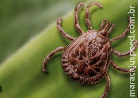 Sesau investiga menino com suspeita de febre maculosa em Campo Grande Sesau investiga menino com suspeita de febre maculosa em Campo Grande