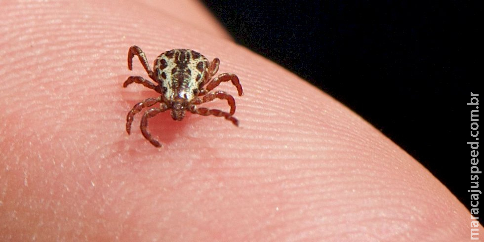 SP confirma três mortes por febre maculosa em Campinas