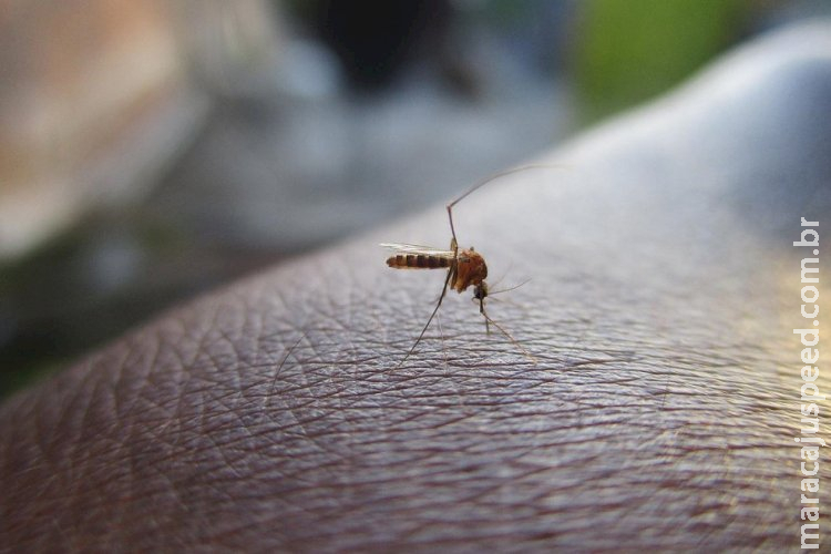 Vacina contra a dengue começa a ser aplicada nesta semana na rede particular Vacina contra a dengue começa a ser aplicada nesta semana na rede particular