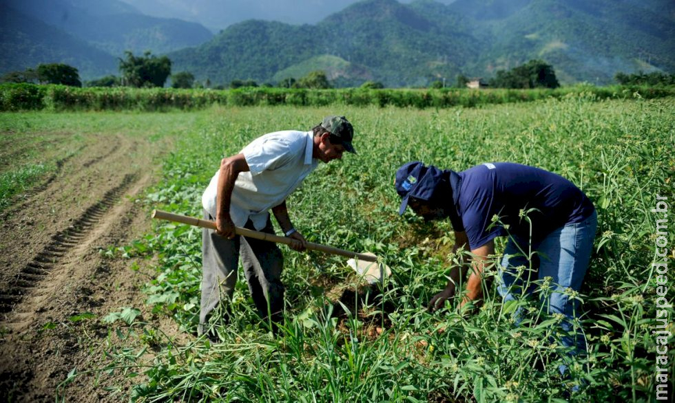 Agricultura familiar é 8ª maior produtora de alimentos do mundo Agricultura familiar é 8ª maior produtora de alimentos do mundo