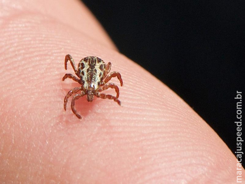 Após um mês do 1º caso, Campo Grande tem 13 suspeitas e nenhuma confirmação para febre maculosa