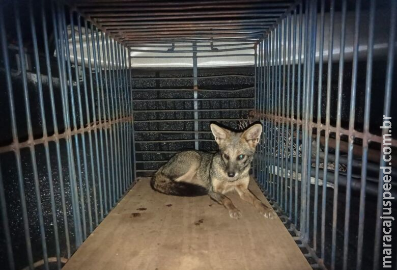 Cachorro-do-mato é capturado após invadir residência