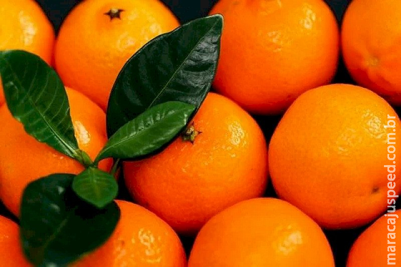 Citros: preço da tangerina poncã tem recuperação no mercado 