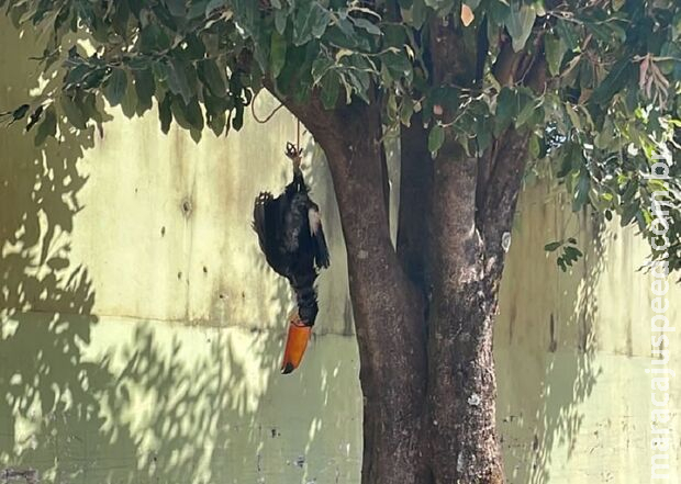 Homem vai preso após matar e pendurar tucano em árvore em Água Clara Homem vai preso após matar e pendurar tucano em árvore em Água Clara