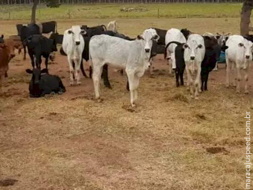 Iagro cadastrou mais de 97% dos rebanhos existentes no Estado Iagro cadastrou mais de 97% dos rebanhos existentes no Estado