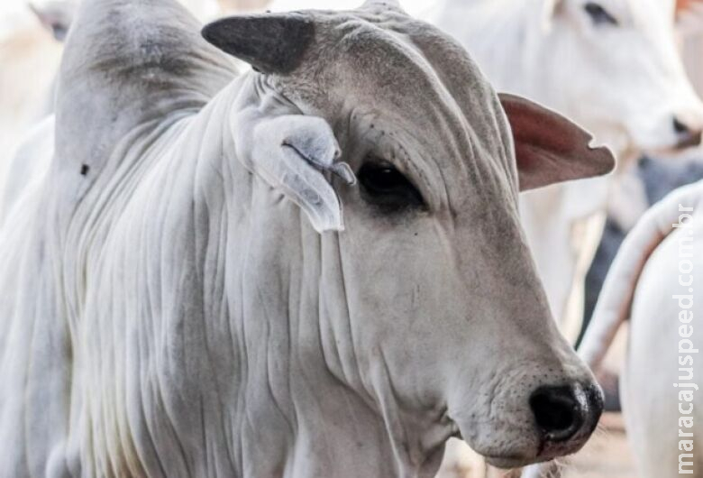  MAUS-TRATOS Marcação a ferro, tatuagens e colocação de piercings em animais podem ser proibidos no Brasil